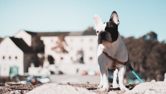 фото собаки